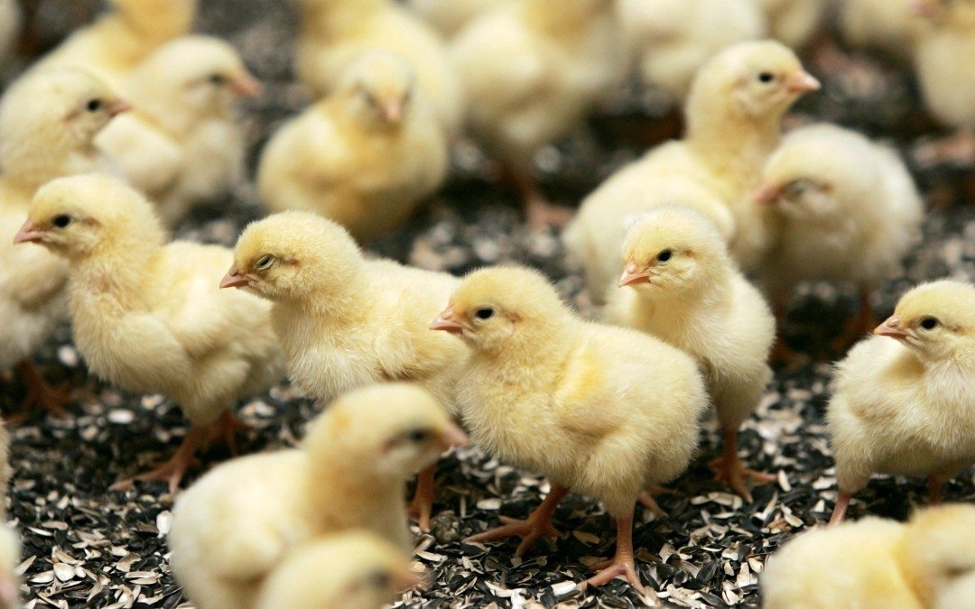 Chicken Growers Make Good Neighbors by Raising Chickens, Planting Buffers, and Saving Bees