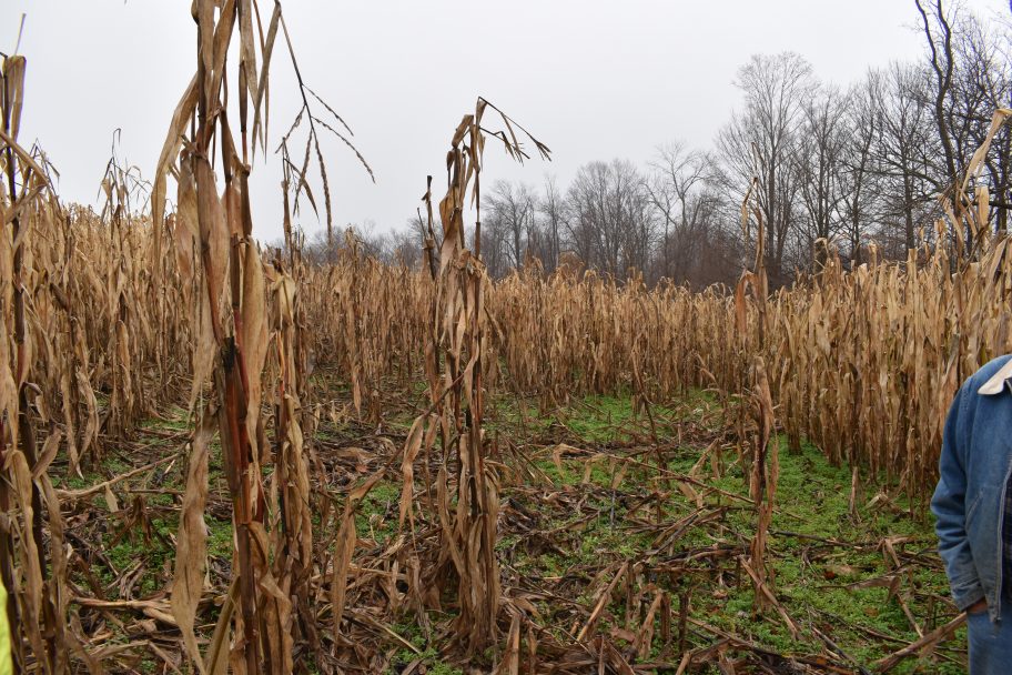 Deer-damage | My Maryland Farmers