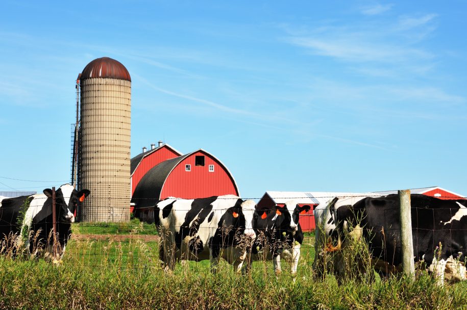 Dairy Cattle | My Maryland Farmers