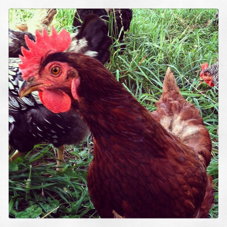Do You Need A Rooster To Get Eggs? My Maryland Farmers