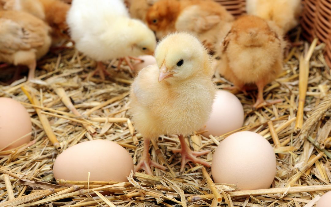 What the Flock? 8 Things to Know About Backyard Chickens Before You Purchase a Peep