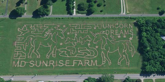 Corn Mazes: How to Make an Autumn Tradition