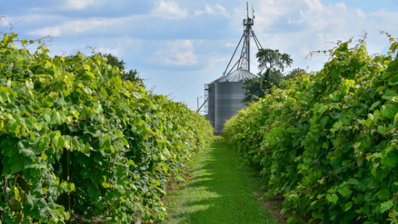 Maryland Wineries Growing Like Vines: It All Starts with the Grapes