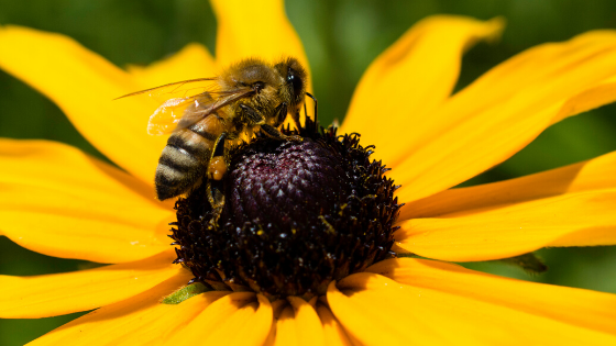 Maryland Farmer Says Bee Kind to Pollinators