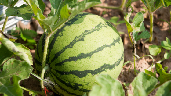 Local Watermelons are a Sweet Slice of Summer - My Maryland Farmers