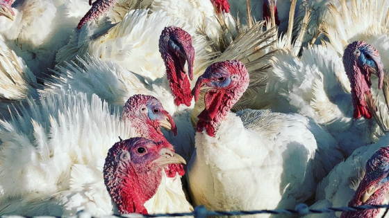 Gobble Up Some Farm-Fresh Turkey