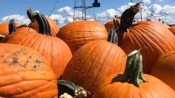 Back to School on the Farm - My Maryland Farmers