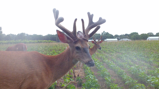 Oh, Deer! Don’t Eat My Crops!