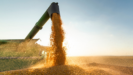 You Won’t Believe What Soybeans Can Make