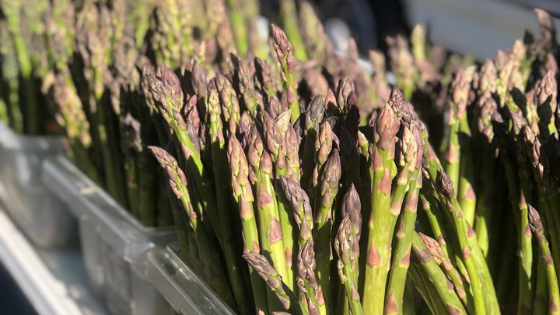 Asparagus, the Magical Vegetable of Spring
