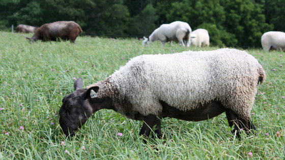 This Maryland Farm is Wooly Great!