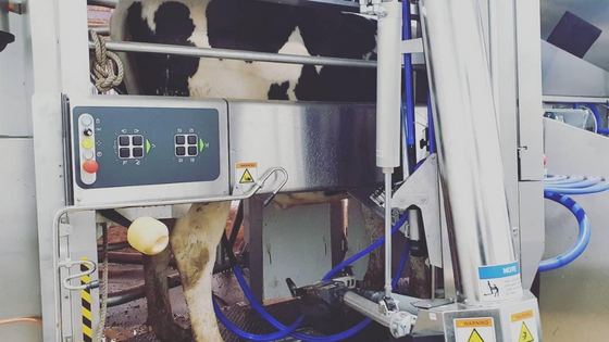 Robotic Milking Leads to Happy Cows