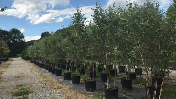 Growing Native Trees with a Family Touch