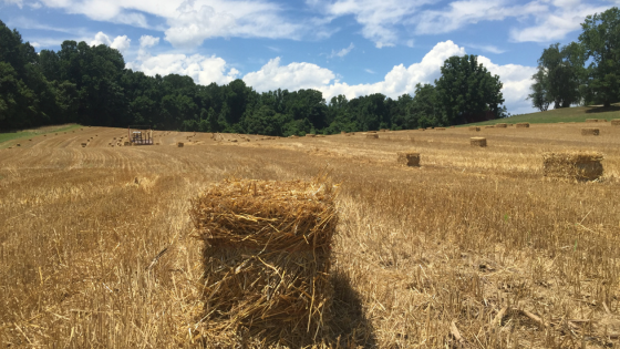 The Scoop on Hay vs. Straw: Which is Which?